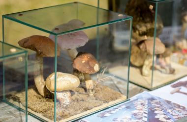 Otvori galeriju Dani_vrganja_Paka 51.jpg