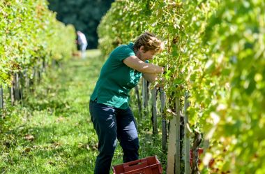 zupanijska_berba_vinogradi_ludbreski_2023 10.jpg