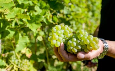 zupanijska_berba_vinogradi_ludbreski_2023 11.jpg