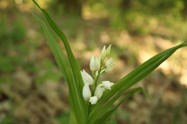 Cephalanthera longifolia.jpg