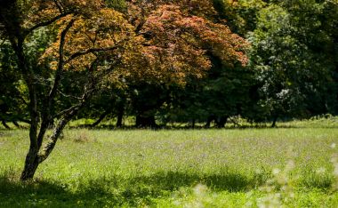 Arboretum_Opeka 42.jpg