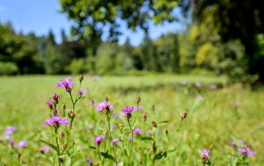 Arboretum_Opeka 49.jpg