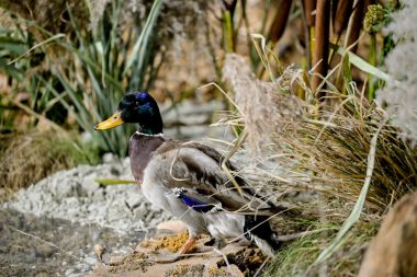 Otvori galeriju Sajam_lova_i_ribolova 50.jpg