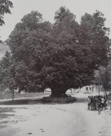 belina_lipa_ocuvanje_genofonda_2022 4.jpg