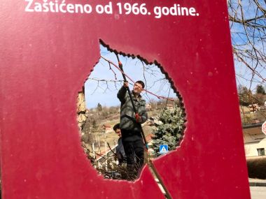 belina_lipa_ocuvanje_genofonda_2022 5.jpg
