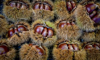 dani_vrganja_paka_2025 14.jpg