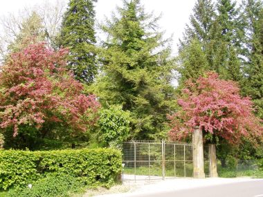 Arboretum-Opeka-crveni-glog.jpg