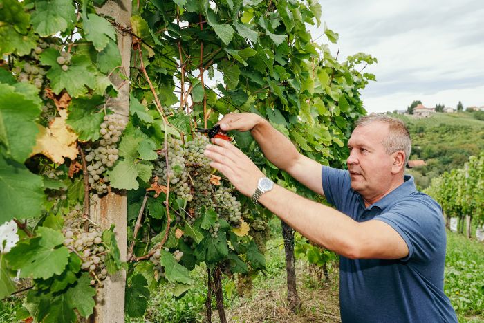 U vinogradu obitelji Najman održana tradicionalna Županijska berba grožđa