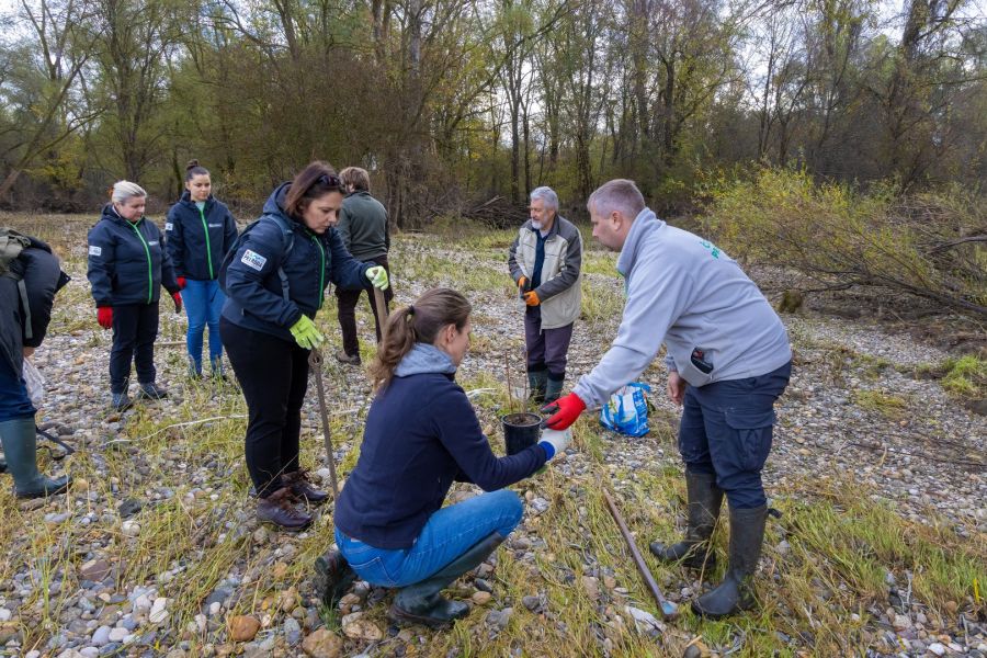 Nova akcija&nbsp;sadnje&nbsp;kritično ugrožene biljke kebrač u Varaždinskoj županiji&nbsp;
