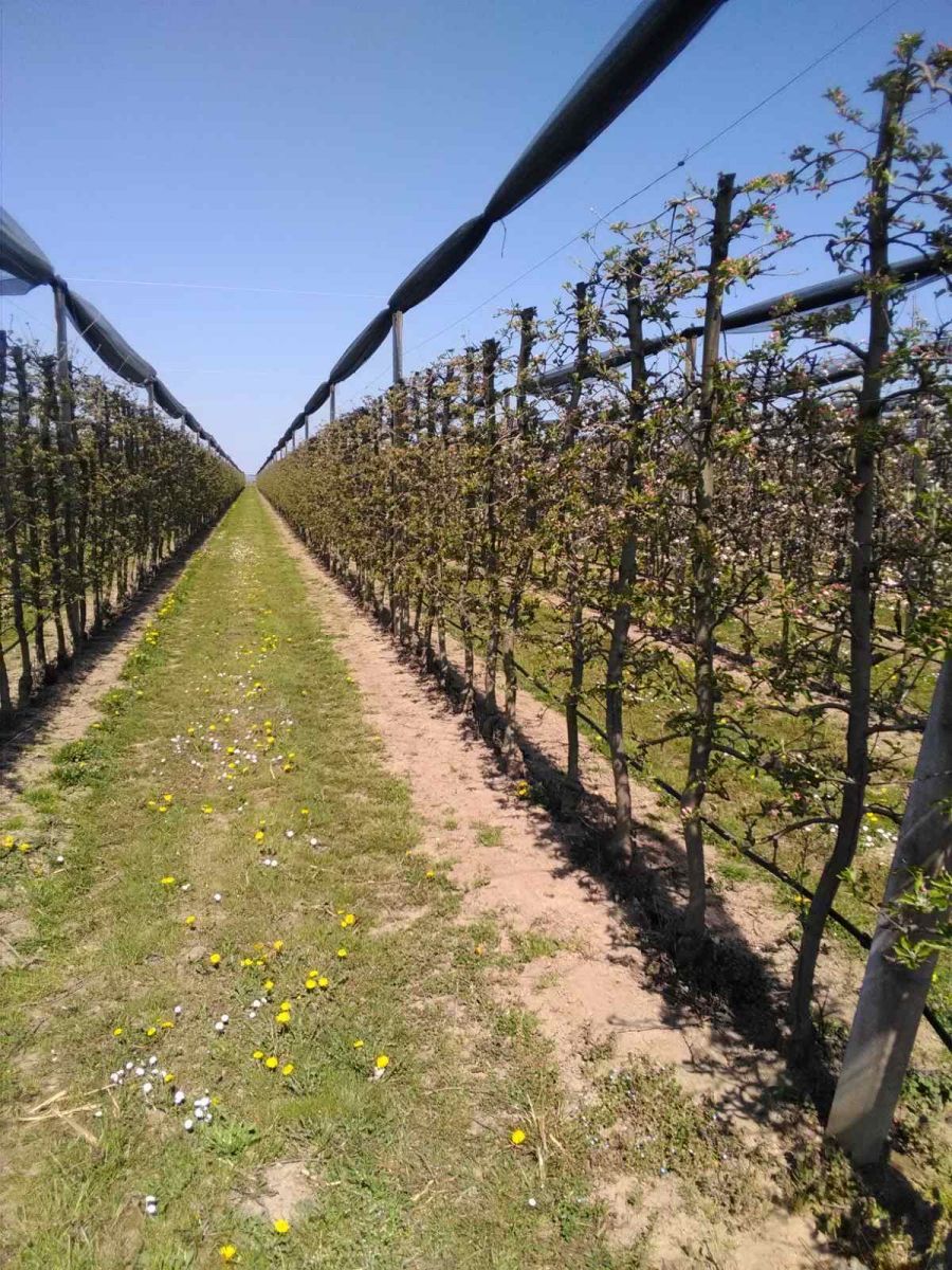 Župan Stričak proglasio prirodnu nepogodu zbog mraza za područje Grada Lepoglave i Općine Donja Voća