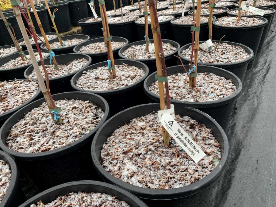 POZIV ZA ISKAZ INTERESA - Projekt &bdquo;Očuvanje genofonda značajnih stabala iz za&scaron;tićenih dijelova Varaždinske županije&ldquo;