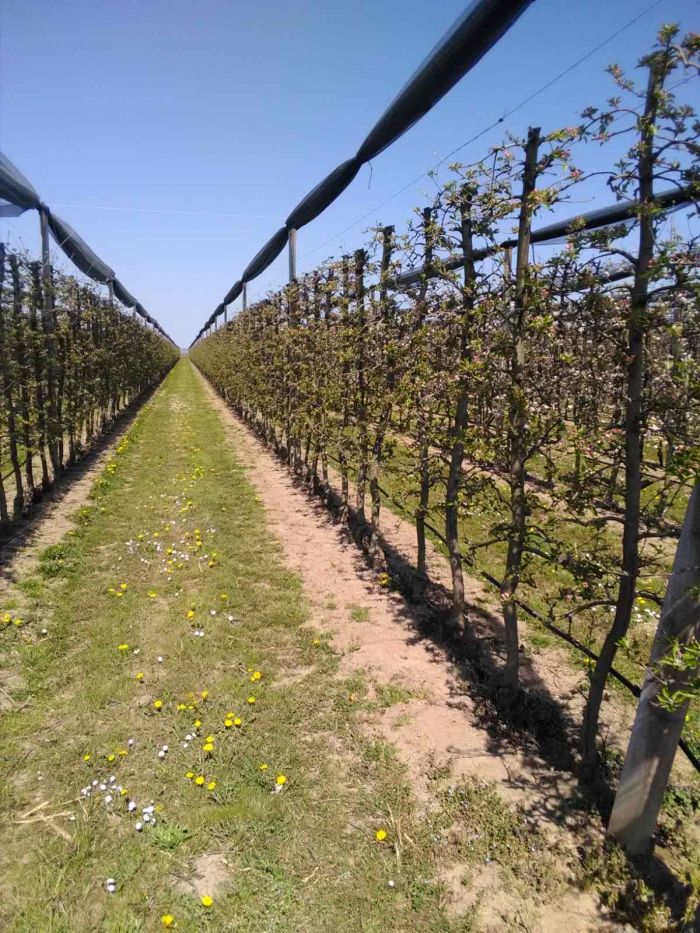 Proglašena prirodna nepogoda zbog mraza za područje četiri grada i 14 općina na području Varaždinske županije
