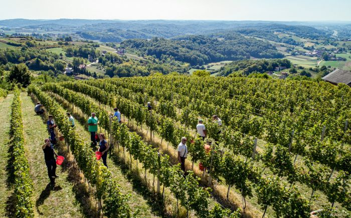 Veselje u vinogradima na jugu Varaždinske županije: održana treća „Županijska berba“